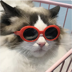 Pet Dog Cat Multi-color Sunglasses Cool Handsome Accessories